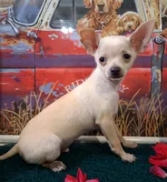 Fabio SMALL!, a male Chihuahua for sale in Winnsboro, TX – 7 of 10