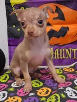 Bean TEACUP to TOY SIZE!, a male Chihuahua for sale in Winnsboro, TX – 3 of 10