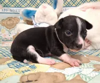 Tux, a male Chihuahua for sale in Winnsboro, TX – 5 of 10