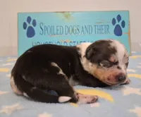 Cowboy SMALL MERLE!, a male Chihuahua for sale in Winnsboro, TX – 3 of 10