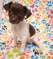 Snoopie, a female Chihuahua for sale in Winnsboro, TX – 3 of 9