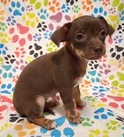 Coconut, a female Chihuahua for sale in Winnsboro, TX – 4 of 10