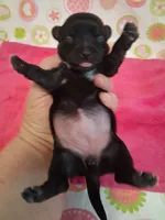 Jackie , a female Chihuahua for sale in Winnsboro, TX – 7 of 9