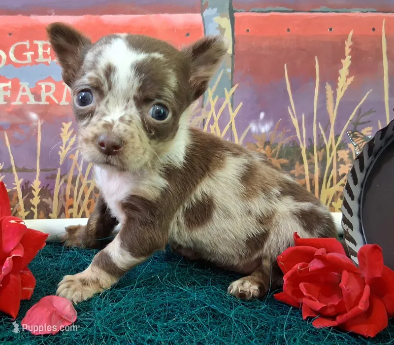 Sprinkles Small MERLE! – Chihuahua puppy for sale in Winnsboro, TX
