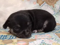 Mookie, a male Chihuahua for sale in Winnsboro, TX – 5 of 10