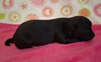 Jackie , a female Chihuahua for sale in Winnsboro, TX – 8 of 9