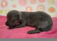 Kitty BLUE TRICOLOR!, a female Chihuahua for sale in Winnsboro, TX – 9 of 10