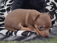 Dallas SMALL!, a male Chihuahua for sale in Winnsboro, TX – 4 of 10