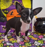 Tuxedo TOY SIZE!, a male Chihuahua for sale in Winnsboro, TX – 7 of 10