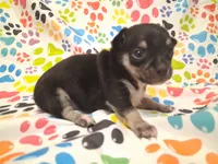 Mookie SMALL!, a male Chihuahua for sale in Winnsboro, TX – 4 of 10
