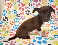 King, a male Chihuahua for sale in Winnsboro, TX – 9 of 9