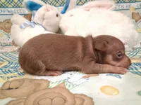 Bean, a male Chihuahua for sale in Winnsboro, TX – 9 of 10