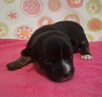 Donna, a female Chihuahua for sale in Winnsboro, TX – 10 of 10