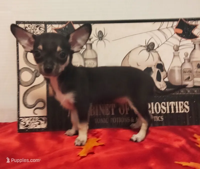 Mookie TOY SIZE! – Chihuahua puppy for sale in Winnsboro, TX