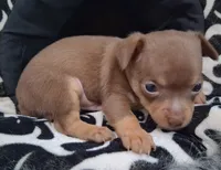 Dallas SMALL!, a male Chihuahua for sale in Winnsboro, TX – 6 of 10