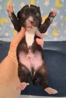 Fez, a male Chihuahua for sale in Winnsboro, TX – 3 of 6