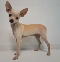 Fabulous Fabio $100 Off Cash Pick Up!, a male Chihuahua for sale in Winnsboro, TX – 3 of 10