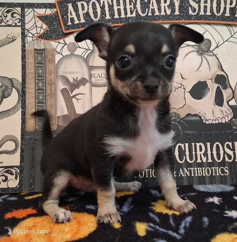Mookie SMALL! – Chihuahua puppy for sale in Winnsboro, TX