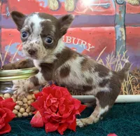 Sprinkles Small MERLE!, a female Chihuahua for sale in Winnsboro, TX – 7 of 10