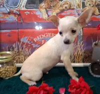 Fabio SMALL!, a male Chihuahua for sale in Winnsboro, TX – 2 of 10