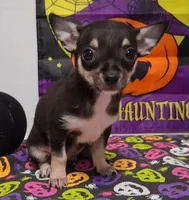 Mookie TOY SIZE!, a male Chihuahua for sale in Winnsboro, TX – 8 of 10