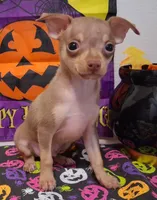 Bean TEACUP to TOY SIZE!, a male Chihuahua for sale in Winnsboro, TX – 6 of 10