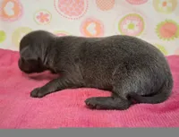 Kitty BLUE TRICOLOR!, a female Chihuahua for sale in Winnsboro, TX – 2 of 10