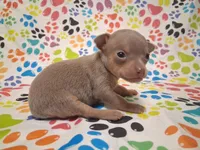 Sparkle BLUE & TINY!, a female Chihuahua for sale in Winnsboro, TX – 5 of 10