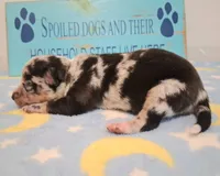Cowboy SMALL MERLE!, a male Chihuahua for sale in Winnsboro, TX – 4 of 10