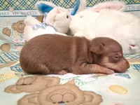 Bean, a male Chihuahua for sale in Winnsboro, TX – 10 of 10