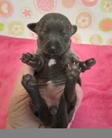 Kitty BLUE TRICOLOR!, a female Chihuahua for sale in Winnsboro, TX – 10 of 10