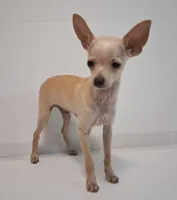 Fabulous Fabio $100 Off Cash Pick Up!, a male Chihuahua for sale in Winnsboro, TX – 5 of 10
