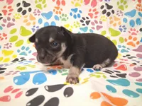 Mookie SMALL!, a male Chihuahua for sale in Winnsboro, TX – 9 of 10