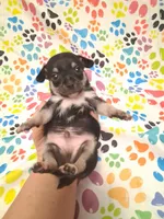 Mookie SMALL!, a male Chihuahua for sale in Winnsboro, TX – 3 of 10