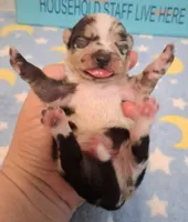 Cowboy SMALL MERLE!, a male Chihuahua for sale in Winnsboro, TX – 6 of 10