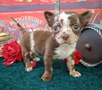 Sprinkles Small MERLE!, a female Chihuahua for sale in Winnsboro, TX – 6 of 10