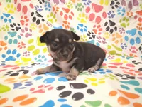Mookie SMALL!, a male Chihuahua for sale in Winnsboro, TX – 6 of 10
