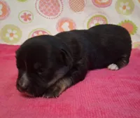 Donna, a female Chihuahua for sale in Winnsboro, TX – 4 of 10