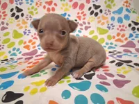 Sparkle BLUE & TINY!, a female Chihuahua for sale in Winnsboro, TX – 7 of 10
