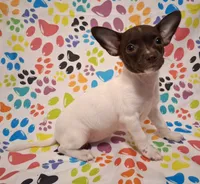 Lambie, a female Chihuahua for sale in Winnsboro, TX – 10 of 10