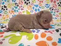 Sparkle BLUE & TINY!, a female Chihuahua for sale in Winnsboro, TX – 10 of 10