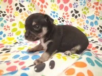 Mookie SMALL!, a male Chihuahua for sale in Winnsboro, TX – 8 of 10