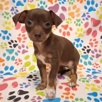 Coconut, a female Chihuahua for sale in Winnsboro, TX – 6 of 10