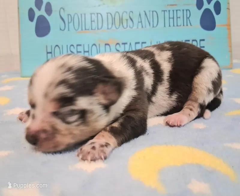 Cowboy SMALL MERLE!, a male Chihuahua for sale in Winnsboro, TX – 1 of 10