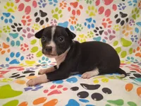 Tux SMALL!, a male Chihuahua for sale in Winnsboro, TX – 9 of 10