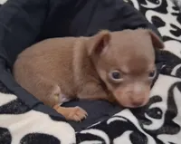Dallas SMALL!, a male Chihuahua for sale in Winnsboro, TX – 10 of 10