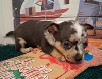Cowboy MERLE & BLUE EYE!, a male Chihuahua for sale in Winnsboro, TX – 2 of 10