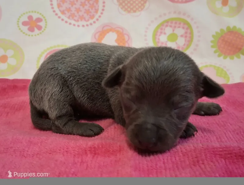 Kitty BLUE TRICOLOR! – Chihuahua puppy for sale in Winnsboro, TX