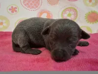 Kitty BLUE TRICOLOR!, a female Chihuahua for sale in Winnsboro, TX – 1 of 10