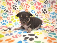 Mookie SMALL!, a male Chihuahua for sale in Winnsboro, TX – 7 of 10